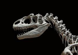 恐竜絶滅の理由は隕石ではない？現代の意外な最新調査結果！